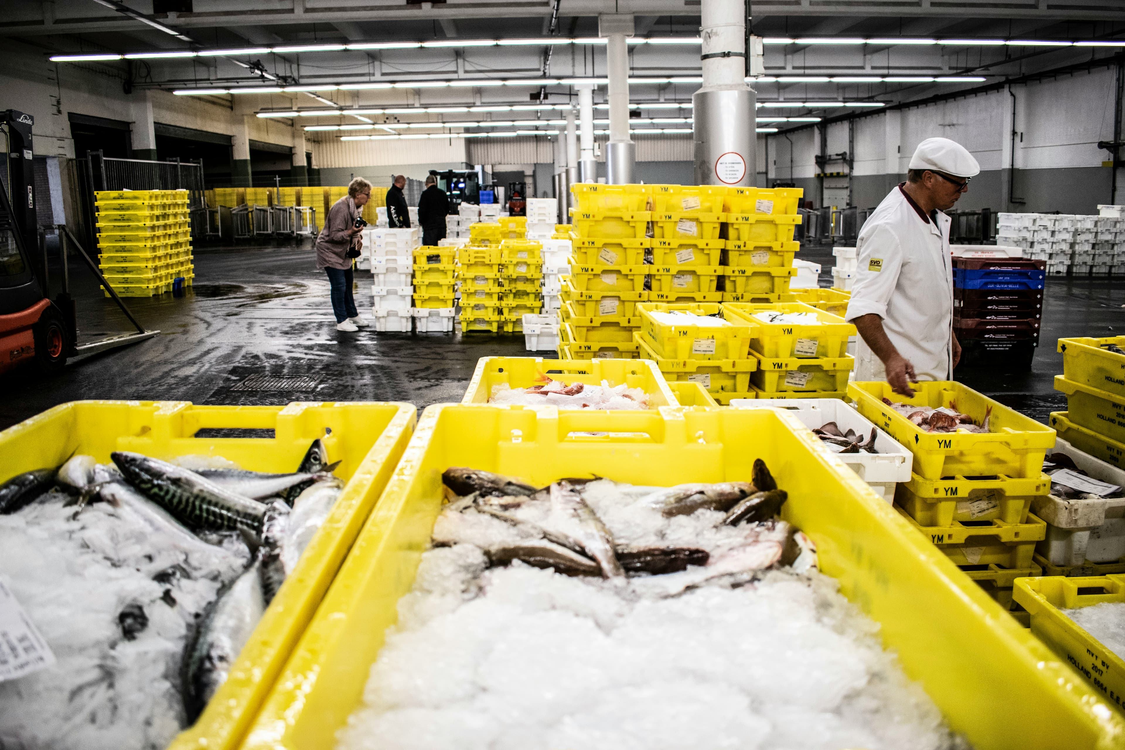 Catena del freddo HACCP: manutenzione celle e allarmi temperatura
